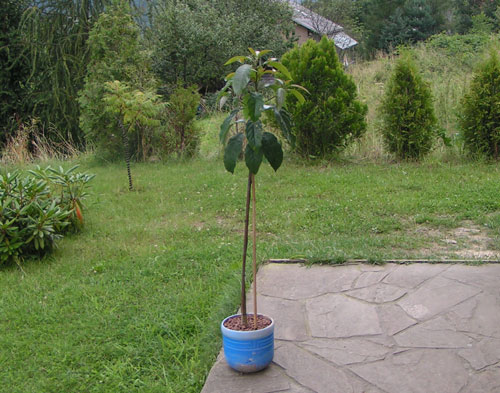 Awocado - zdjęcie całego drzewa